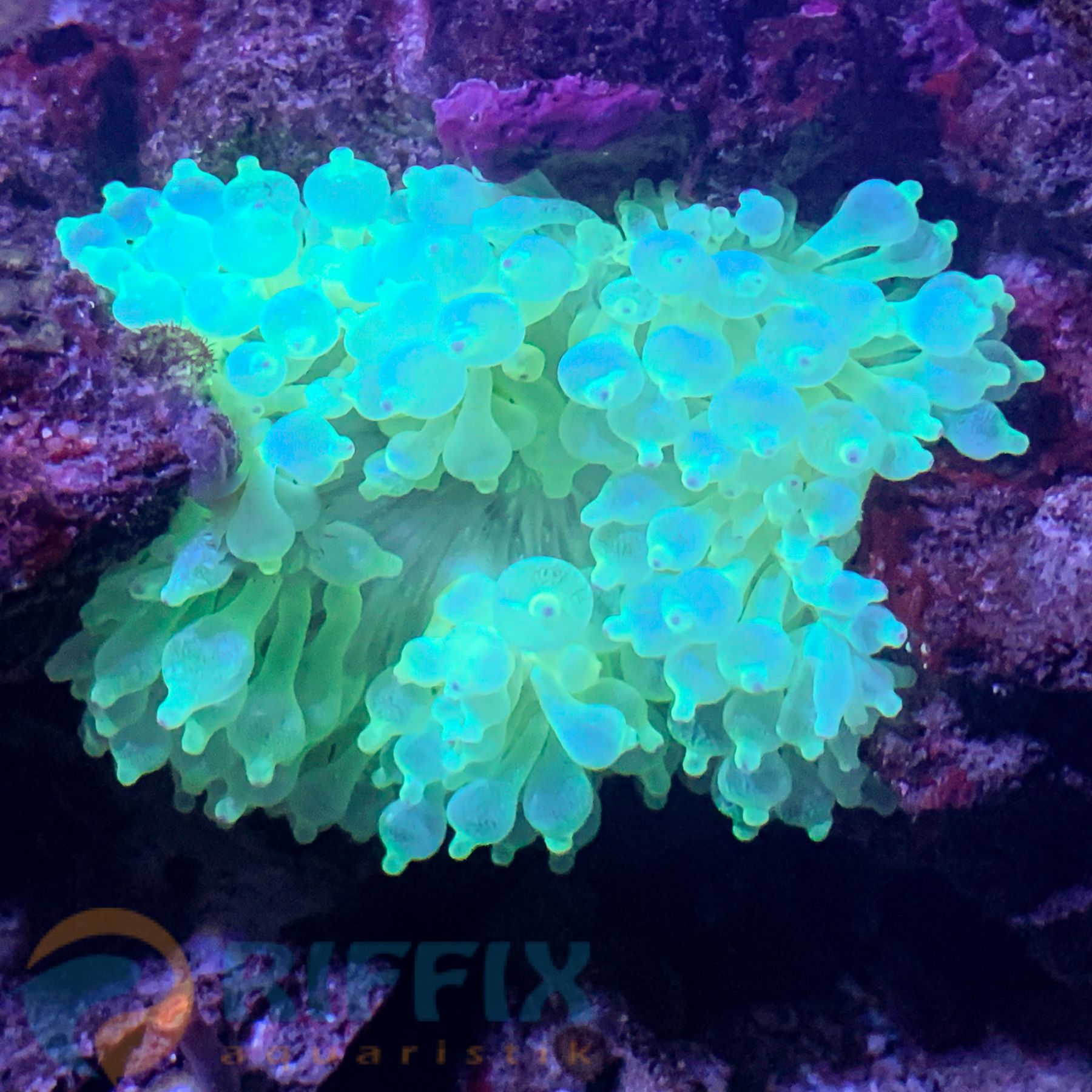 Entacmaea quadricolor mit Pink Tip